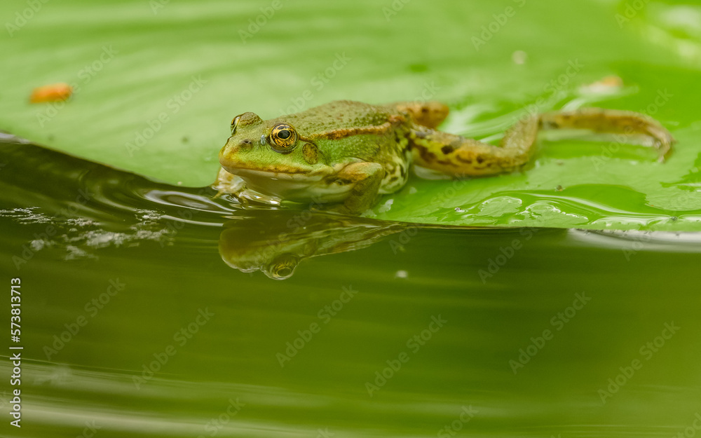 Obraz premium Teichfrosch (Pelophylax)