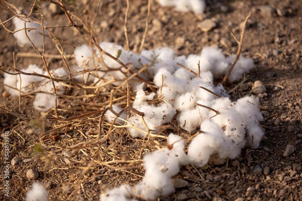 Close-up of cotton buds lying on the ground. Cotton seeds are spread across the field. Cotton is grown in the field for industrial purposes.