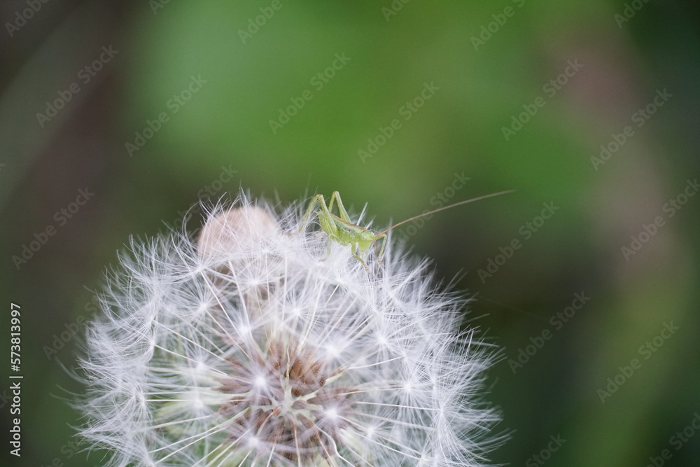 Fototapeta premium バッタの玉乗り