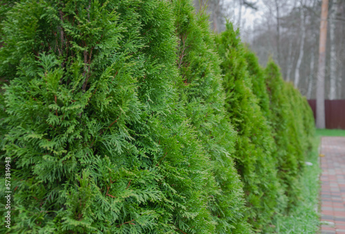 landscaping, thuja planted along the fence © Helena