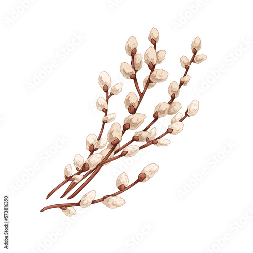 Willows branches. Spring pussy plant, catkins buds in vintage retro style. Easter delicate fluffy Salix twig. Botanical hand-drawn realistic vector illustration isolated on white background