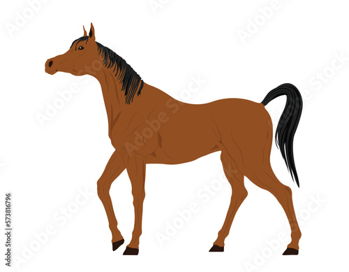 Arabian Horse Illustration  Horse Mammal Flat Design