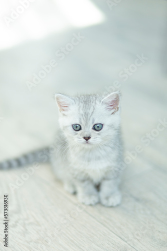 British Shorthair cat, striped gray color a cute and beautiful baby kitten, resting comfortably on sunlight and relaxing on a white wooden floor And look in camera 
