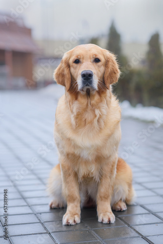 dog golden retriever labrador sits on the road for a walk in the city in spring