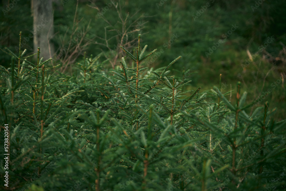 Group of young spruce saplings in nature. Ecological tree nursery in the wild forest. Group of young spruce saplings in nature. Ecological tree nursery in the wild forest.