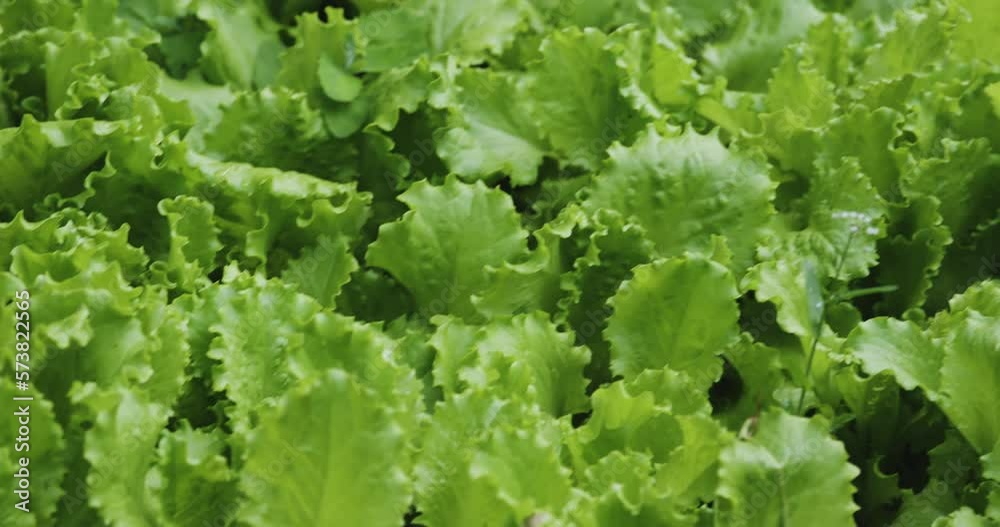 Fresh Salad Lettuce Leaves Close Up pan and tilt shot Fresh Salad Lettuce Leaves Close Up pan and tilt shot
