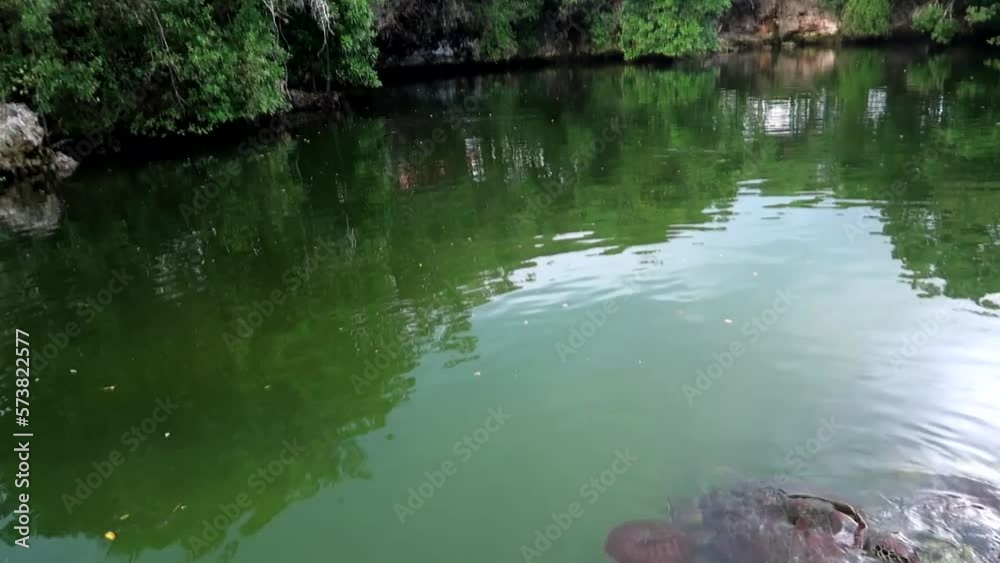 Family of adult green sea turtles relaxing on natural lagoon with mangroves in tropical Africa Family of adult green sea turtles relaxing on natural lagoon with mangroves in tropical Africa