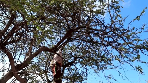 Unrecognizable Hadzabe tribe kid up on a tree shaking branches to take a hunted bird photo