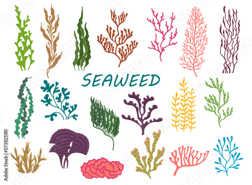 Underwater seaweed plants, ocean bottom corrals photo