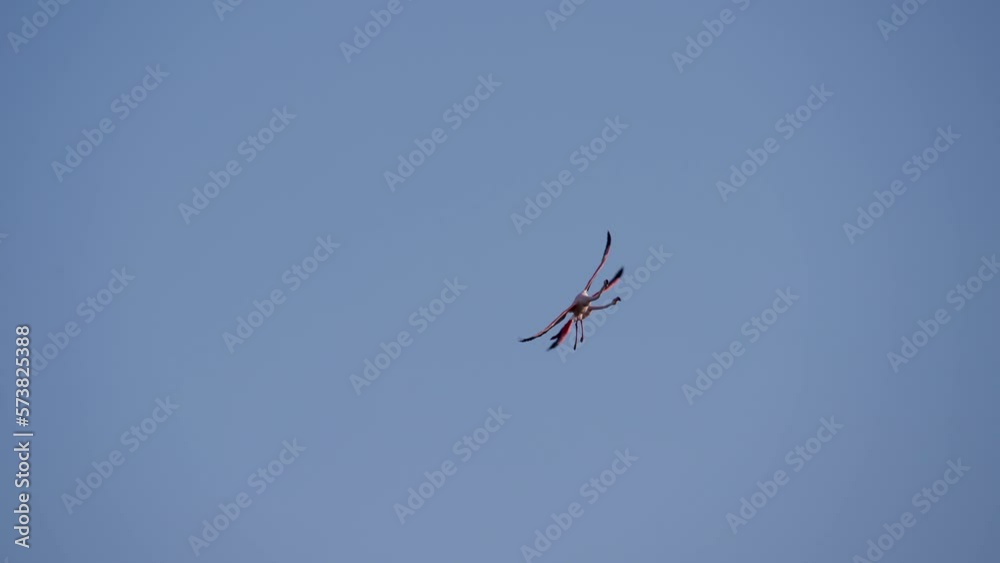 Two wild colourful flamingos flying together in slow motion Two wild colourful flamingos flying together in slow motion