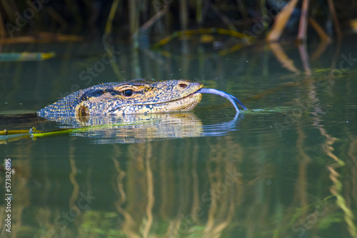 Lizard in the water © Johanes