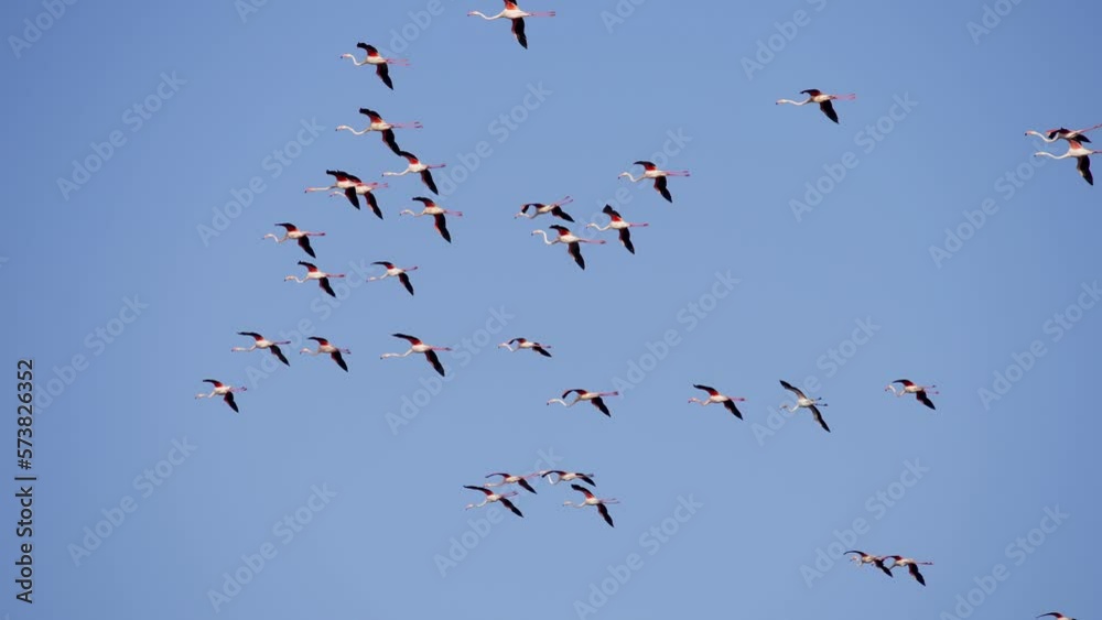 Pack of wild colourful flamingos hovering before landing in slow motion Pack of wild colourful flamingos hovering before landing in slow motion