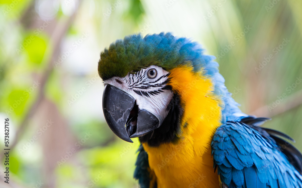 beautiful Blue-and-Yellow Macaw in rainforest