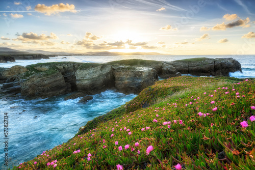 field of flowers on a cliff of the Asturian coast, photo