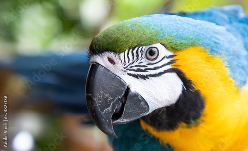 beautiful Blue-and-Yellow Macaw in rainforest