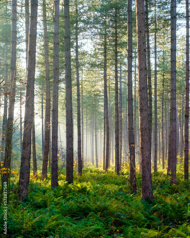 Light rays through trees in Hoge Kempen National Park Light rays through trees in Hoge Kempen National Park