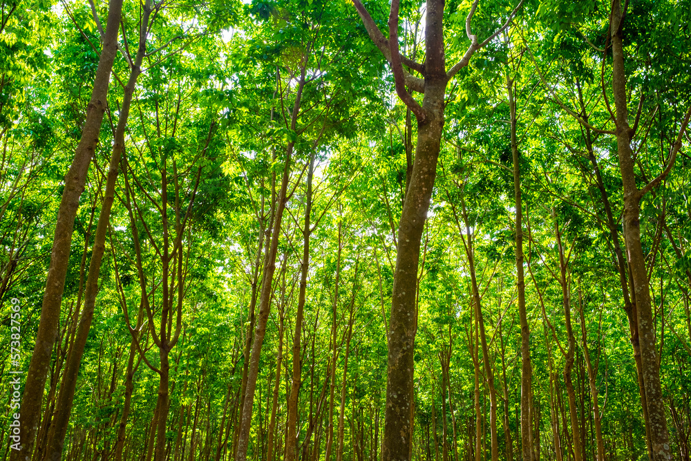 Rubber trees (Hevea brasiliensis) on rubber plantation Rubber trees (Hevea brasiliensis) on rubber plantation