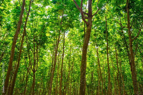 Rubber trees (Hevea brasiliensis) on rubber plantation photo