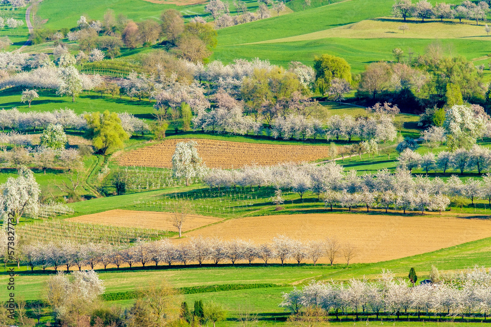 Scenery with fields and blossoming trees in Eggenertal valley near the village of Niedereggenen in early spring, Schliengen, Baden-Wurttemberg, Germany Scenery with fields and blossoming trees in Eggenertal valley near the village of Niedereggenen in early spring, Schliengen, Baden-Wurttemberg, Germany