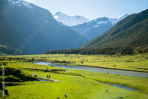 Hiking In Mount Aspiring National Park Through The Field Of Grazing Sheep And Cattle In New Zealand