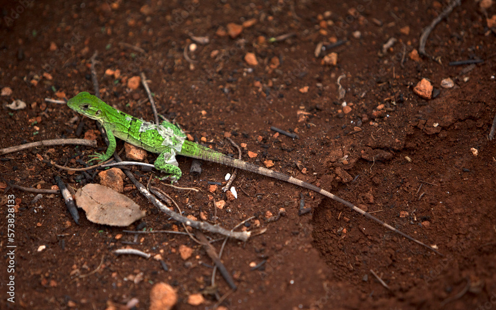 A green lizard sunbathes near the Mayan Usil cave, near Calcehtok cave, Maxcanu, Yucatan Peninsula, Mexico A green lizard sunbathes near the Mayan Usil cave, near Calcehtok cave, Maxcanu, Yucatan Peninsula, Mexico