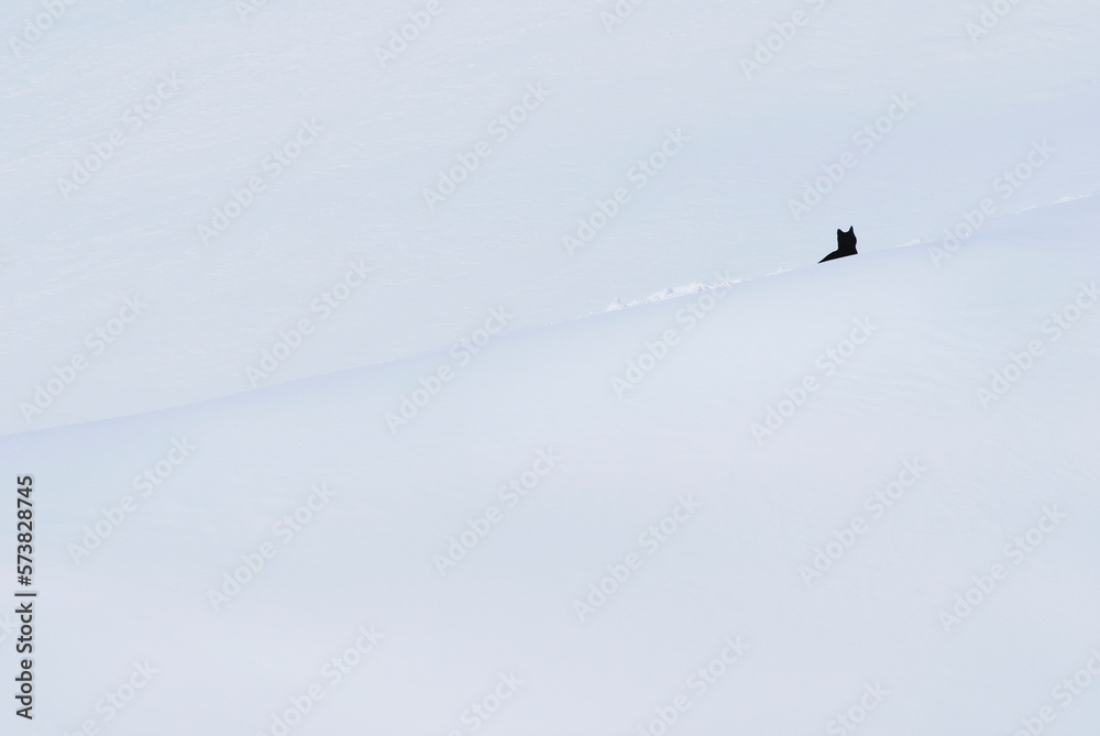 Black cat on snow coverd white slope. Black cat on snow coverd white slope.