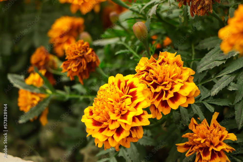 Amazing Mexican marigold flower in garden, on natural beautiful background.selection focus. Amazing Mexican marigold flower in garden, on natural beautiful background.selection focus.