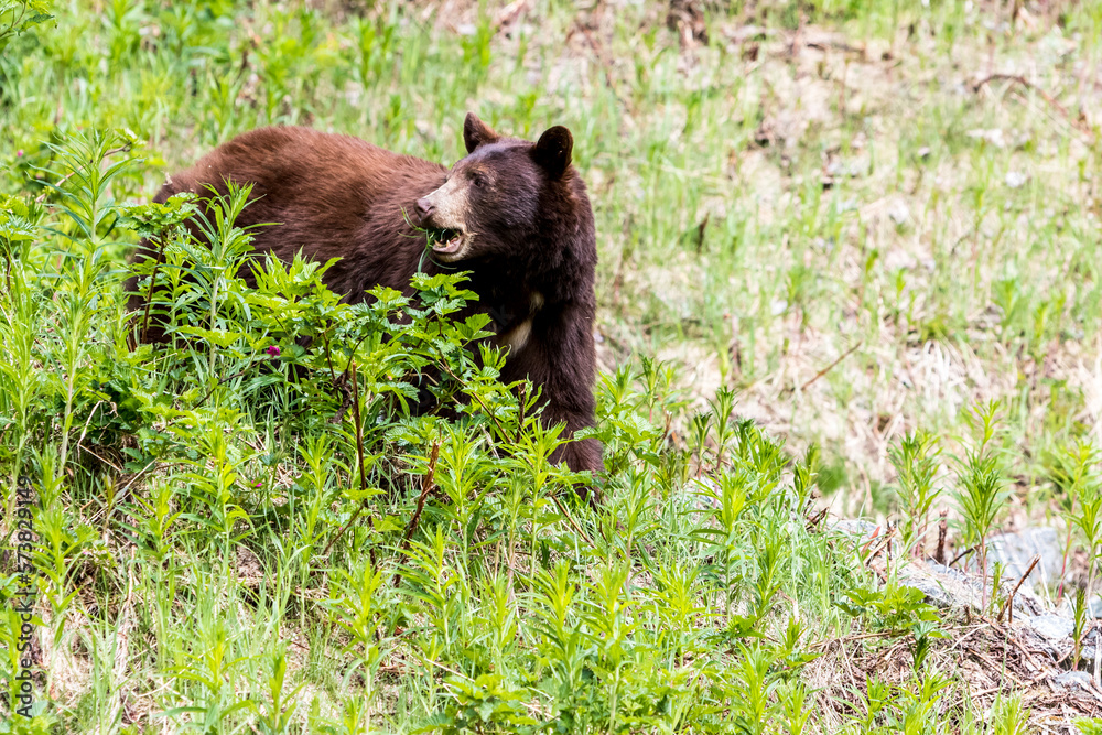 American black bear (Ursus americanus) eating grass, Callaghan Valley, Whistler, British Columbia, Canada American black bear (Ursus americanus) eating grass, Callaghan Valley, Whistler, British Columbia, Canada