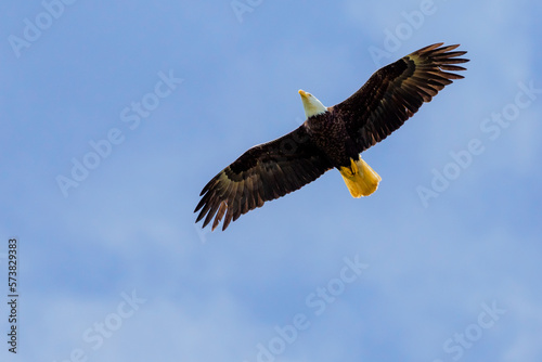 Flying bald eagleâ€ (Haliaeetus leucocephalus) photo