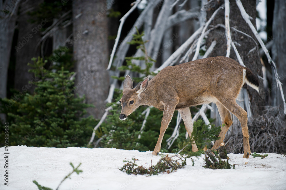 White-tailed deer (Odocoileus virginianus) doe walking on snow, Olympia, Washington, USA White-tailed deer (Odocoileus virginianus) doe walking on snow, Olympia, Washington, USA
