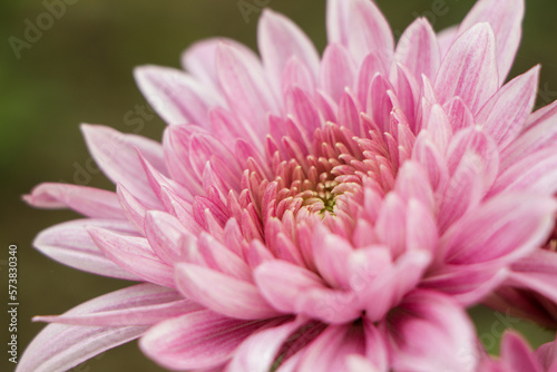 Closeup details of pink chrysanthemum flower