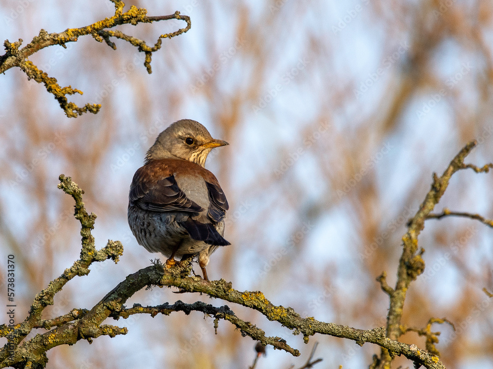 Obraz premium Thrush on Branch