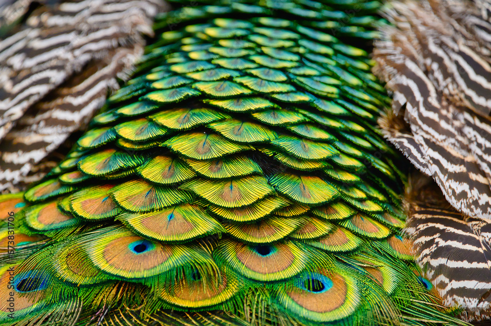 Fototapeta premium beschaffenheit, dekor, green, hintergründe, natur, 