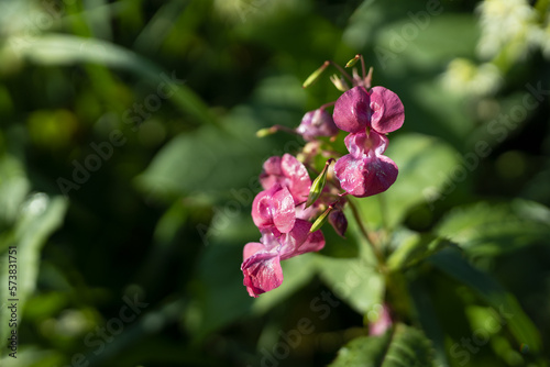 Pink wildflower in morning dew closeup with lush green leaves in sunbeams, contrast, macro. Wild flower background. photo