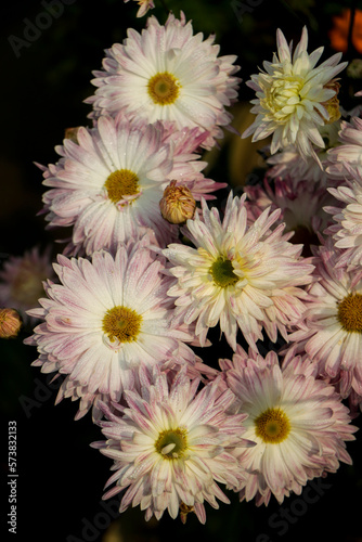 pink chrysanthemum flower closeup background