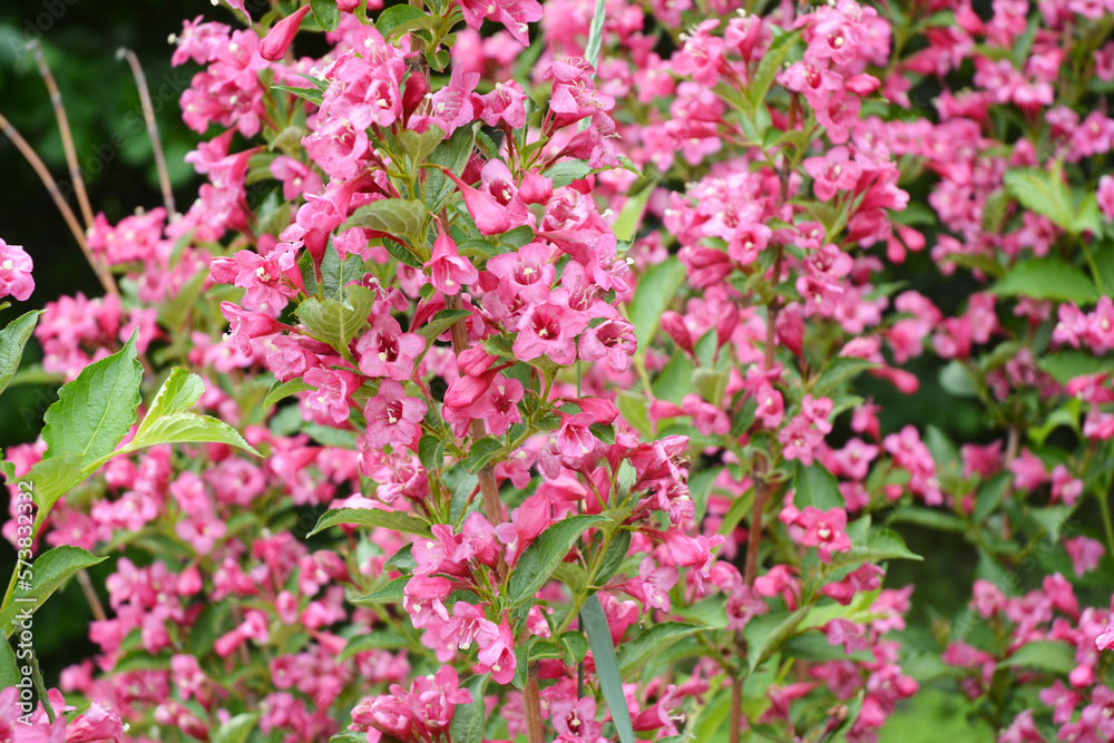 Weigela: Shrub With Spectacular Weigela Flowers. Beautiful weigela flowers bloom in spring garden.