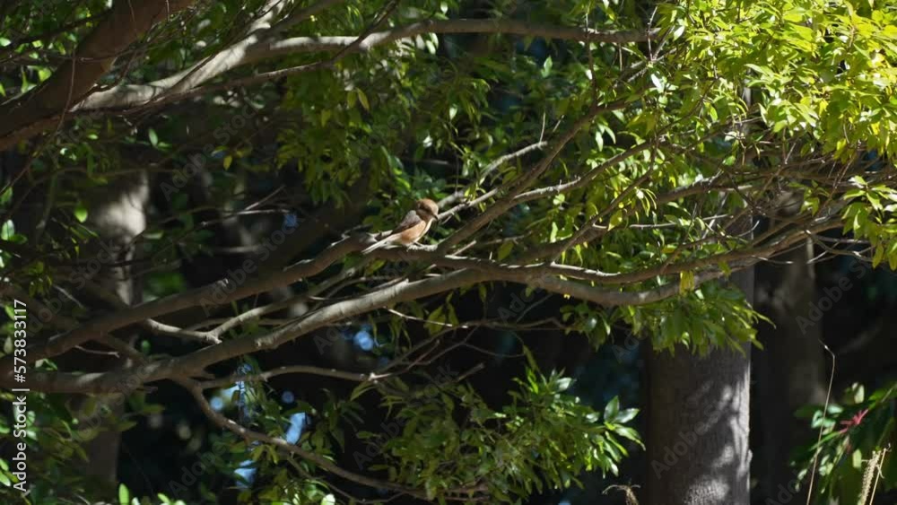 bull headed shrike on a branch bull headed shrike on a branch