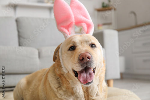 Cute Labrador dog with bunn...
