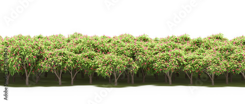 forest line with shadows under the trees, isolated on white background, 3D illustration, cg render
