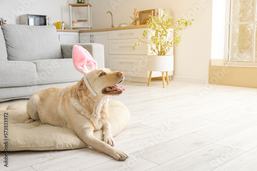 Cute Labrador dog with bunn...