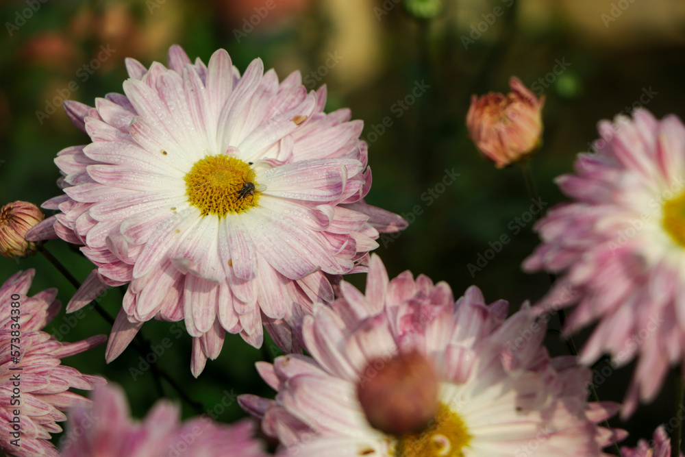 Fototapeta premium pink chrysanthemum flower closeup background