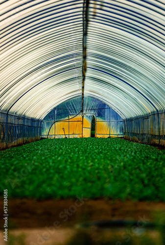 Inside of a greenhouse with a vinyl roof on the top