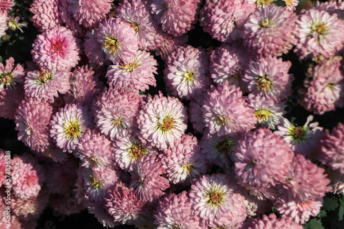 Background of pink chrysanthemum flower photo