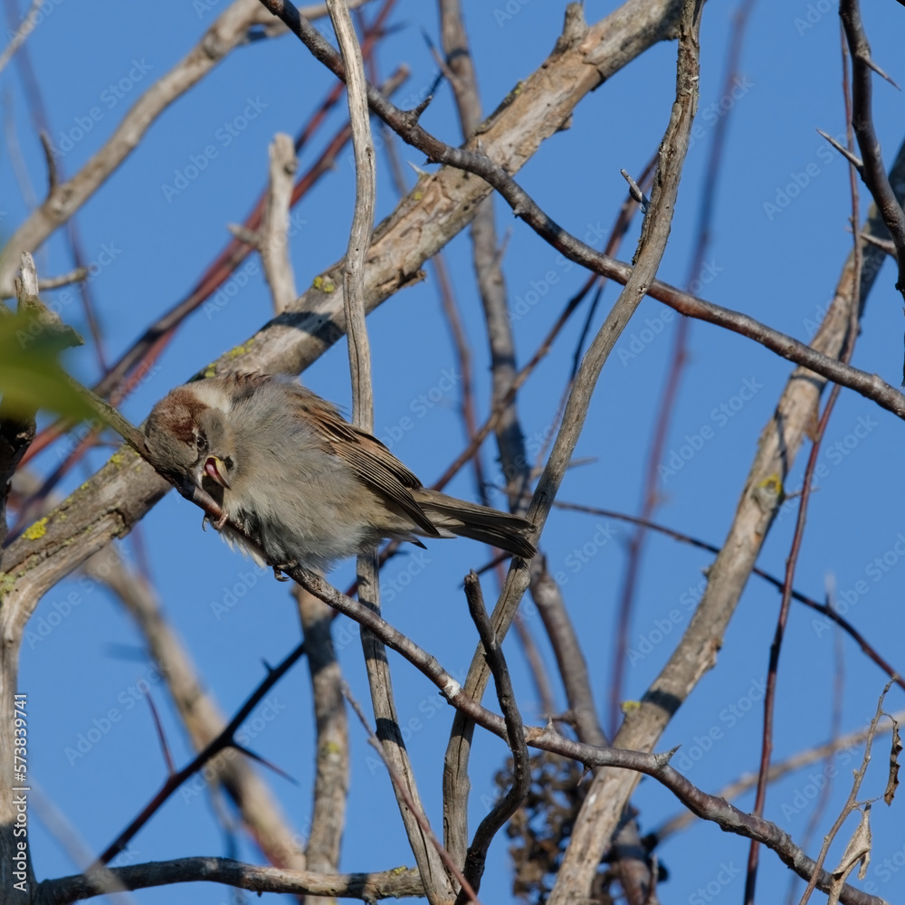 moineau cisalpin - passer italiae
moineau cisalpin - passer italiae