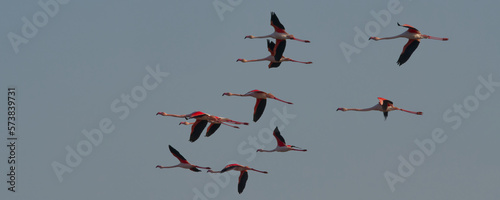 flamant rose, phoenicopterus roseus