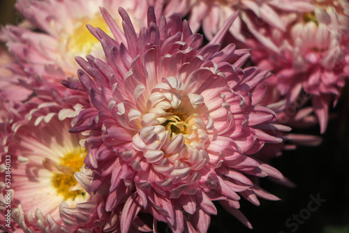 Closeup of pink chrysanthemum flower photo
