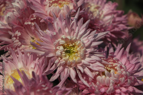 Pink chrysanthemum flower closeup background photo