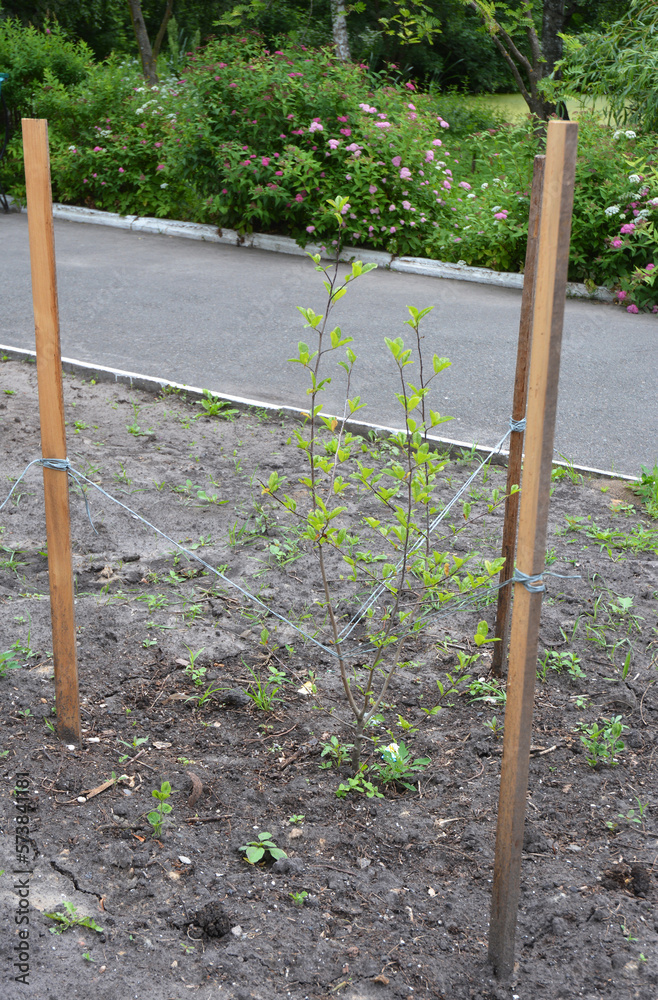 Fototapeta premium Planting Magnolia tree. Magnolias prefer a moist, well-drained soil which is rich in organic matter, so it is well worth adding some well-rotted manure or compost to the planting hole.