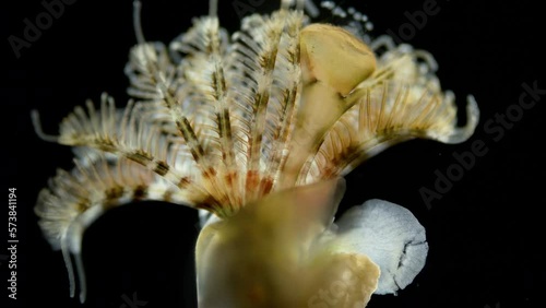 Worm Polychaeta, family Serpulidae under a microscope. Filter feeders, live in calcareous tubular shells. They have a specialized operculum that blocks entrance of their tubes. Barents sea photo