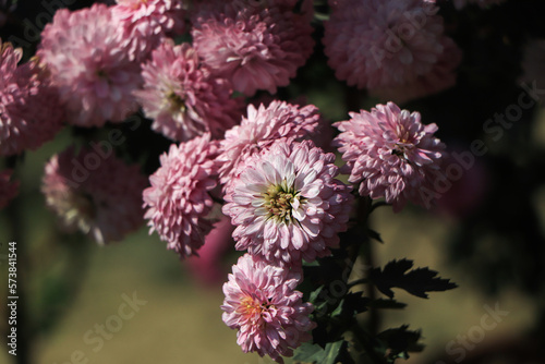 Background of beautiful pink chrysanthemum flowers. photo